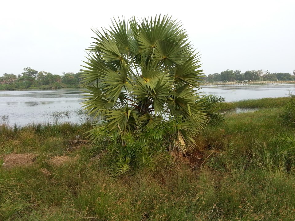 Nandikadal Lagoon
